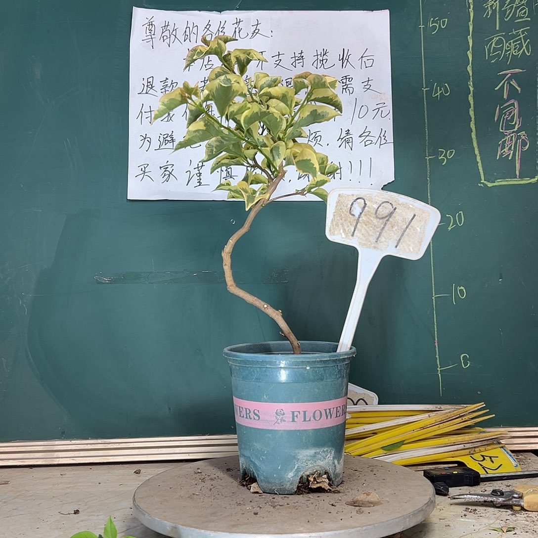 当前无花栽培后可以开花金边黄 造型 991