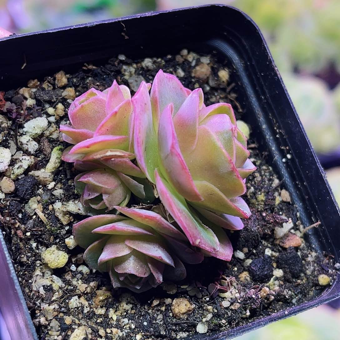 尼萨 非偏远包邮 多肉