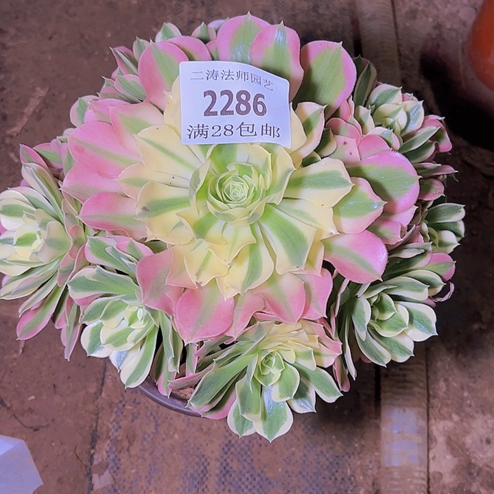 2286白凤多肉植物