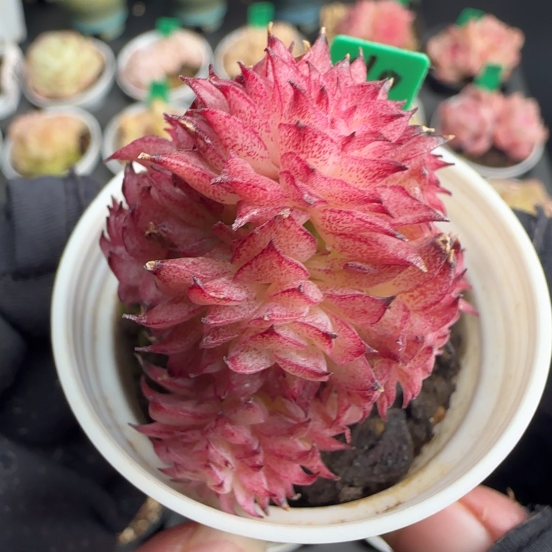 多肉110麦秆不包整 5厘米盆h