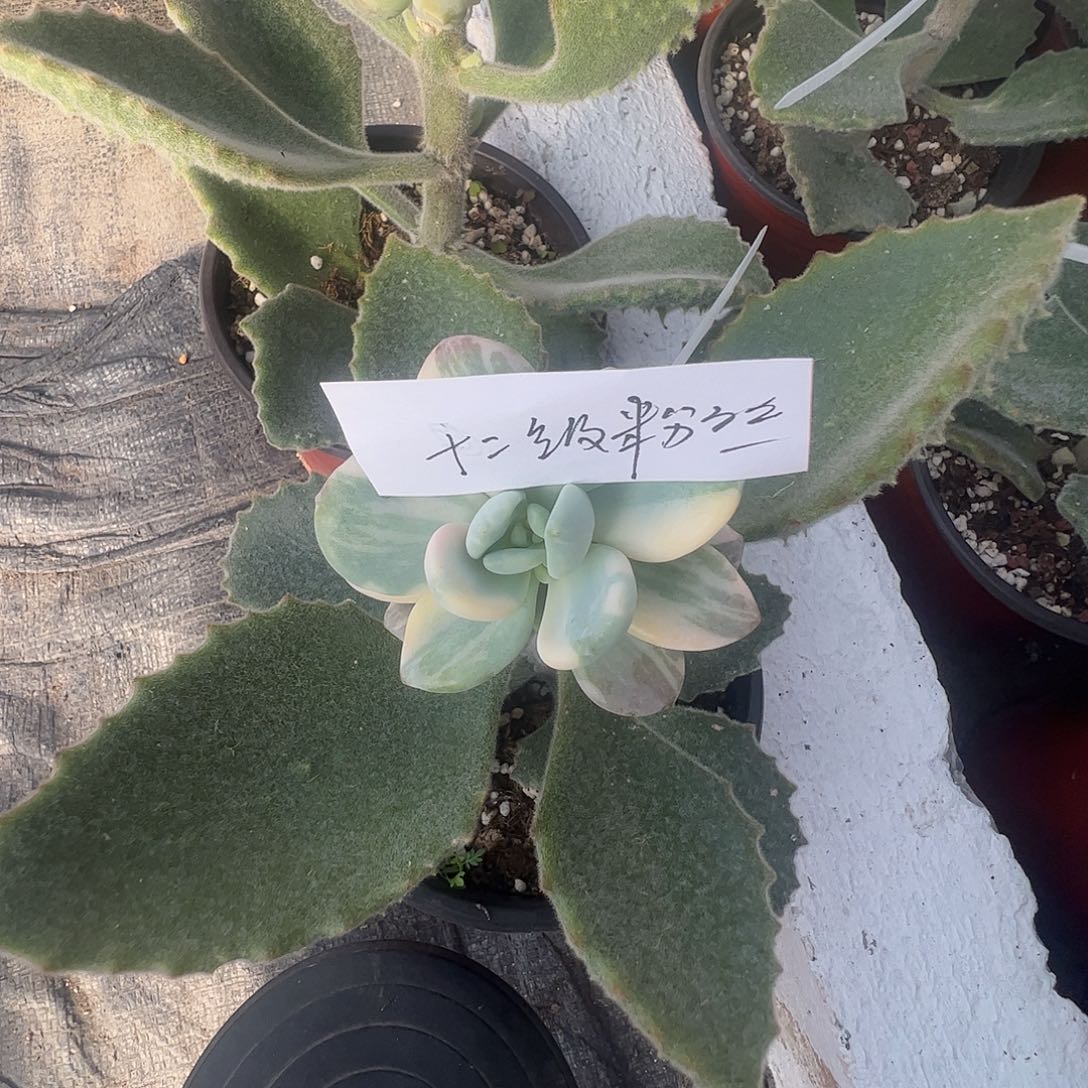锦***s多肉植物多肉植物