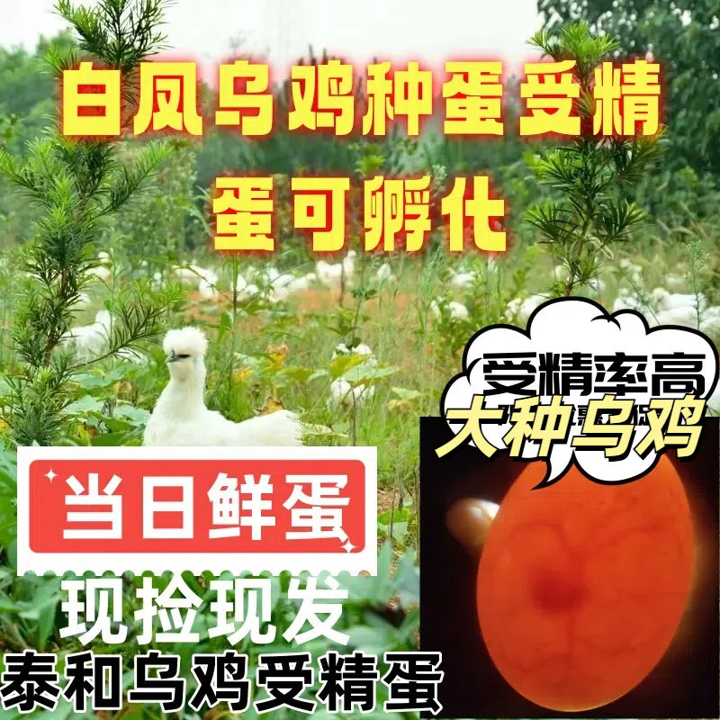 孵 化用 的白凤乌鸡种蛋当天鸡蛋现捡现发非小鸡苗中通包邮