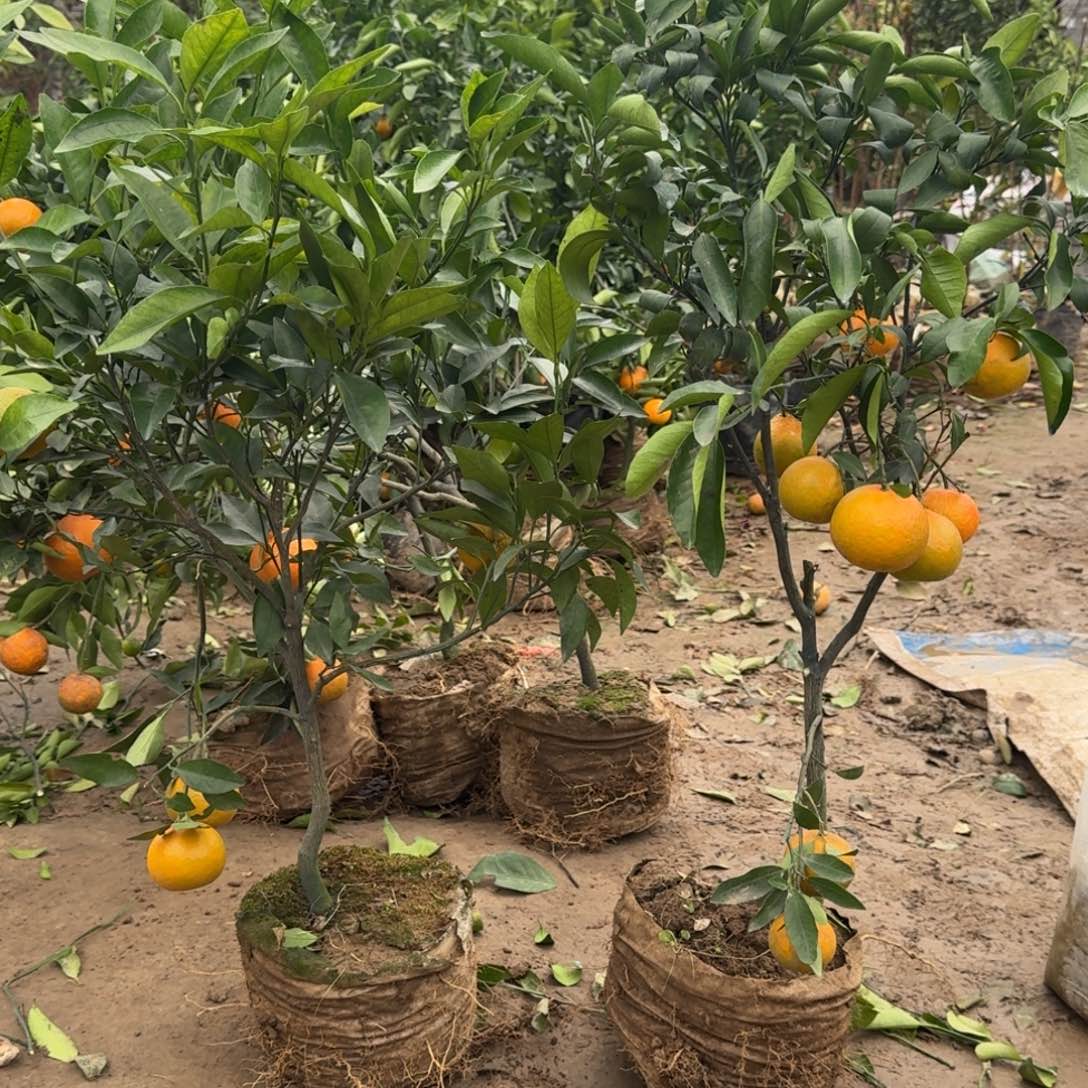 褚柑沃柑，，，，，，带果