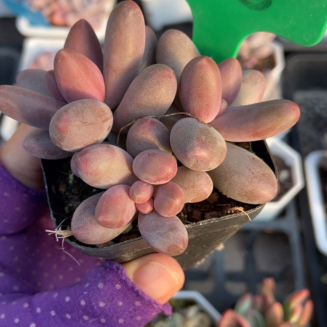 868糖果美人多肉植物