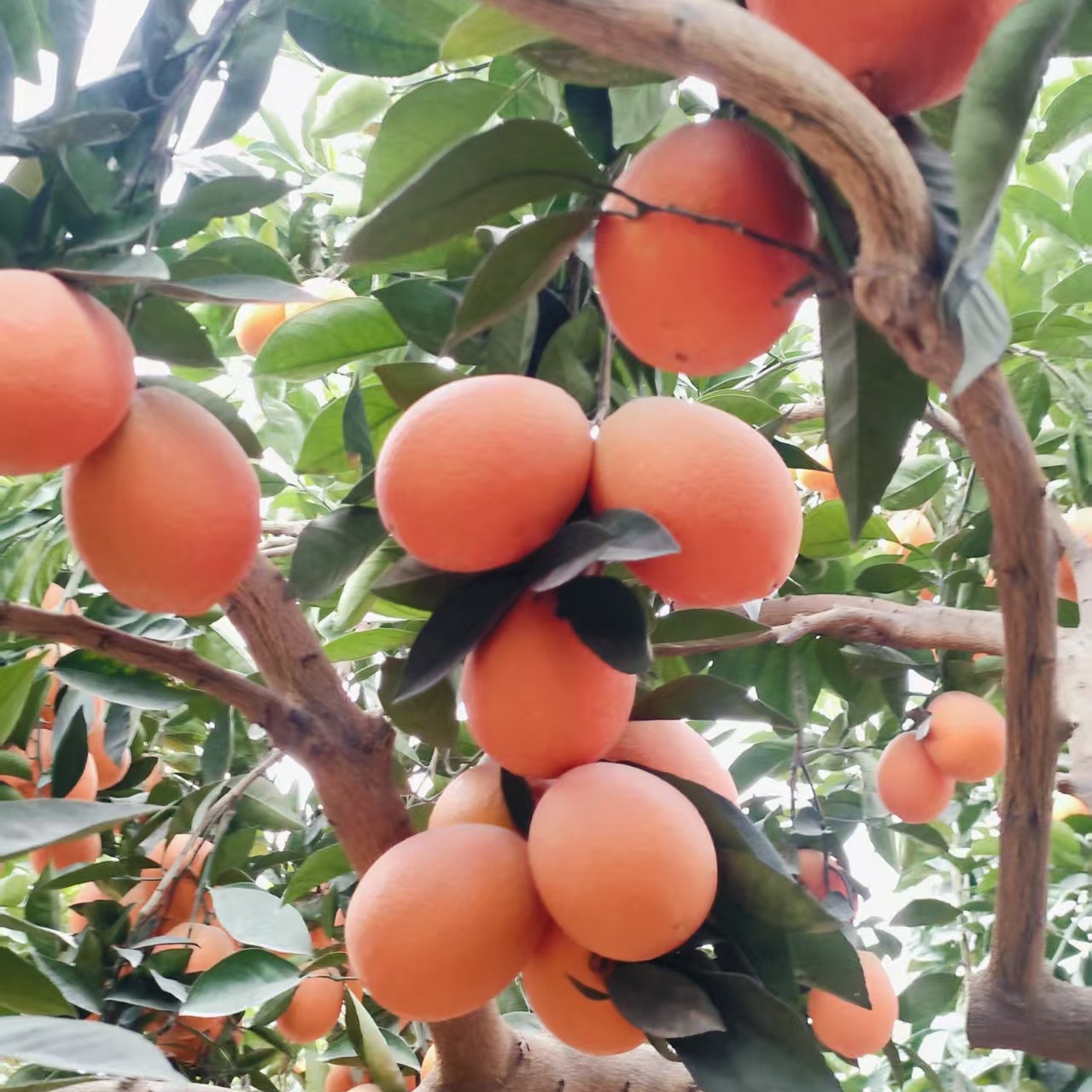 云南金沙江边脐橙橙子（钮荷儿）产地直发新鲜当季水果