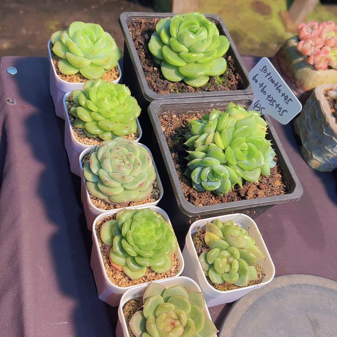 ?***?珍妮，裸根发货，