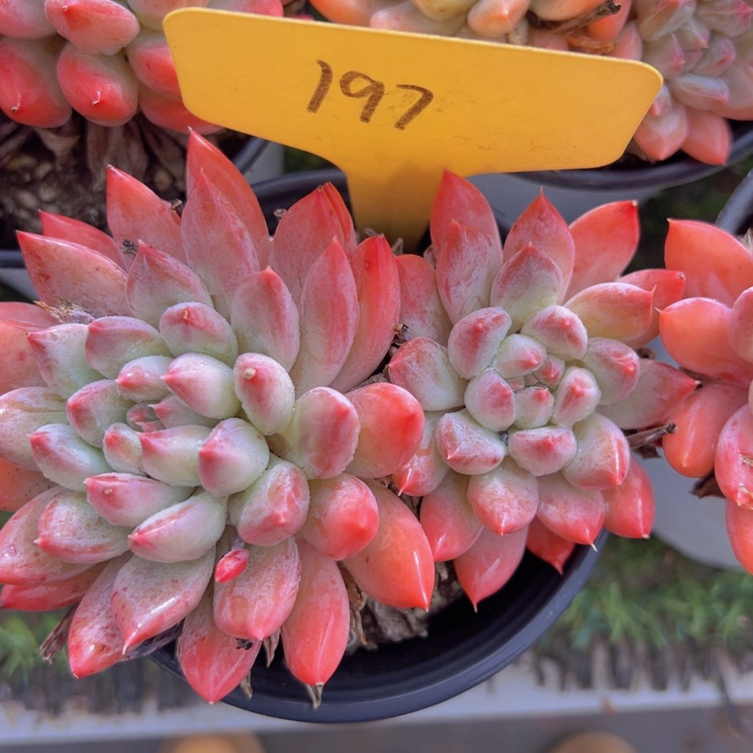 香玉的故事是一个人的故事