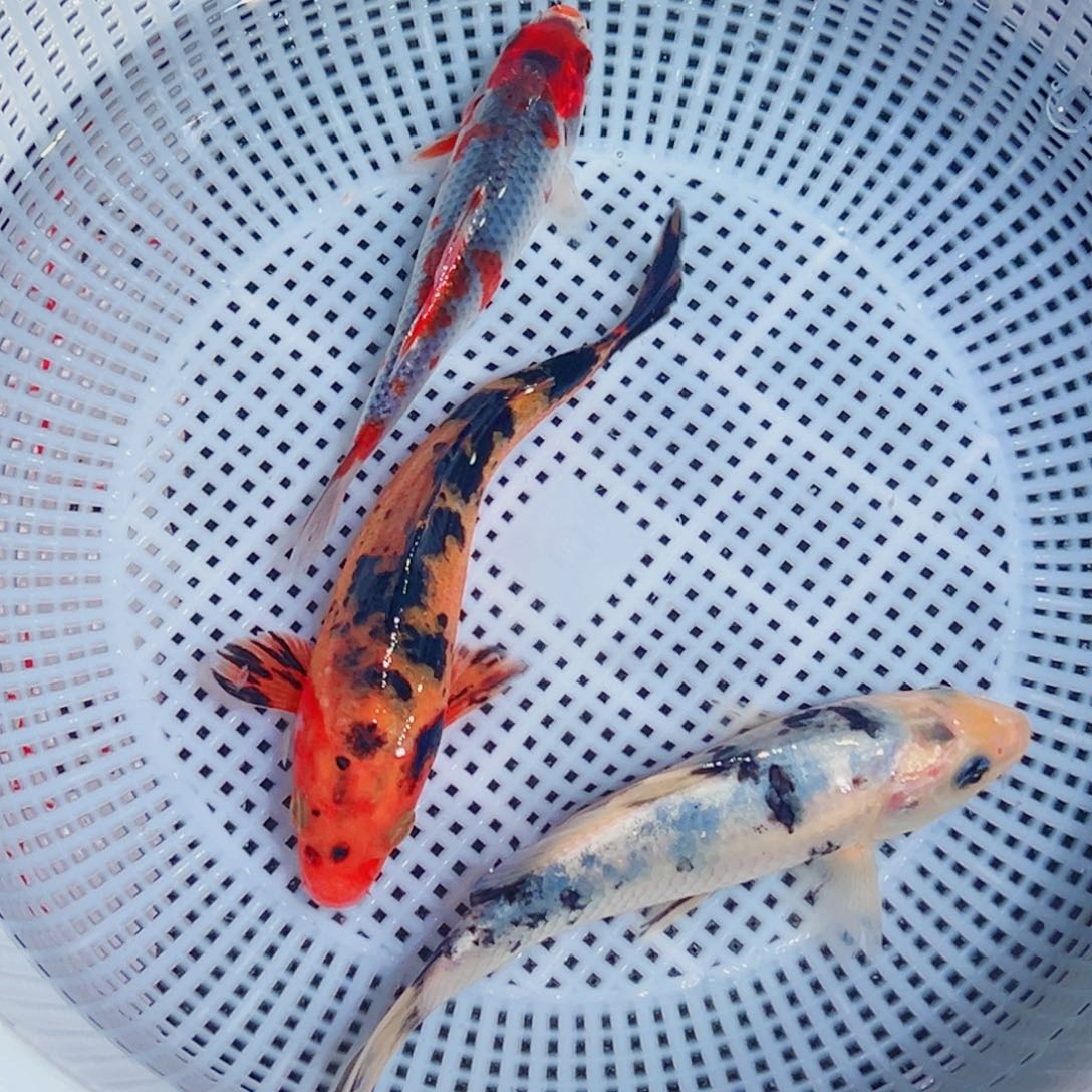 锦鲤锦鲤观赏鱼1111