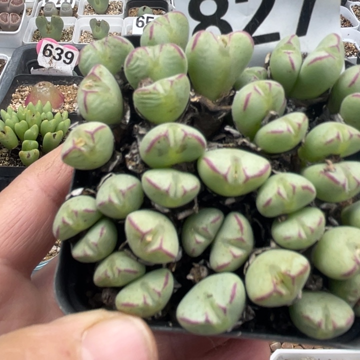 完全开放827少将群ll