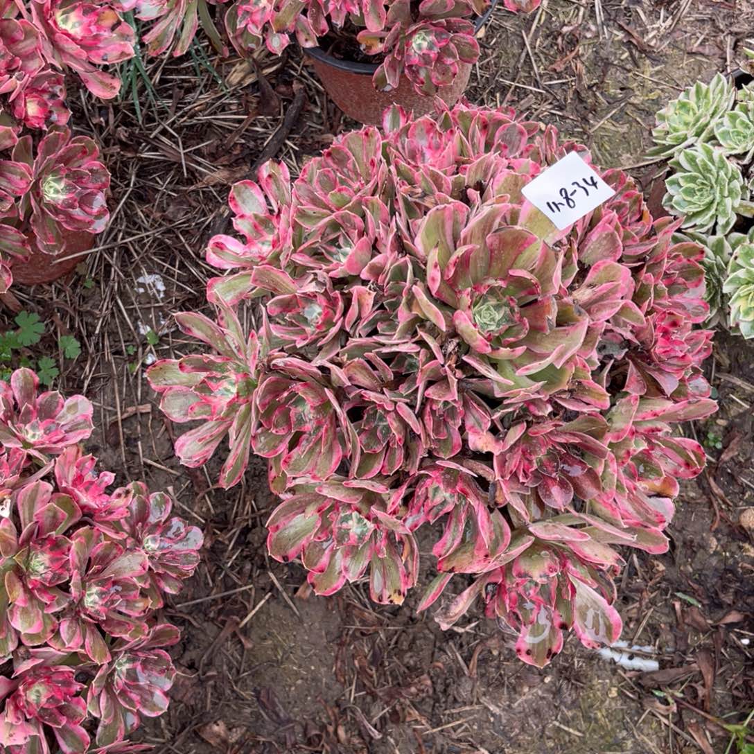 11-8-34男神法师锦多肉