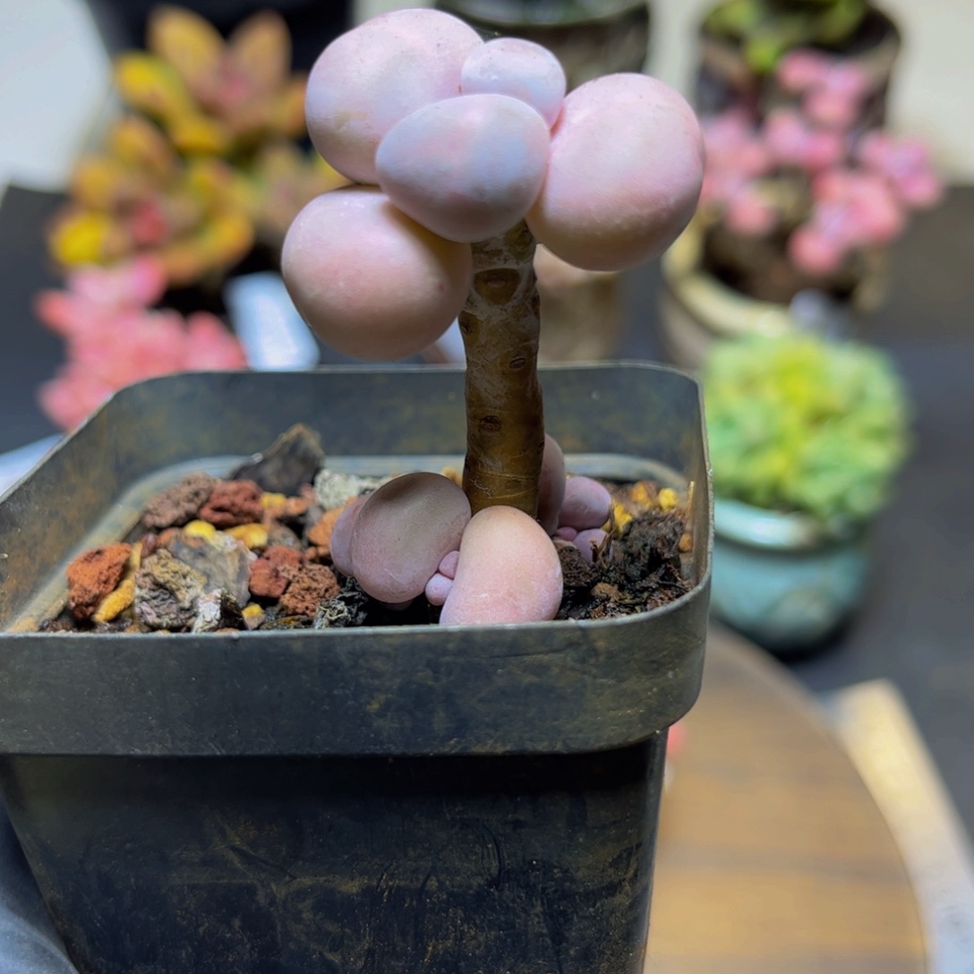 182橙奶3.5厘米多肉植物