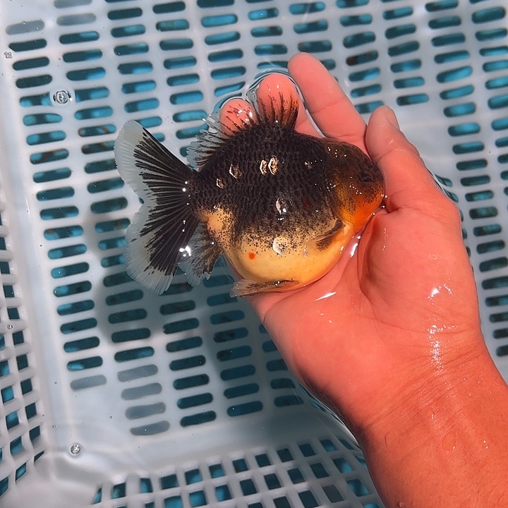 金鱼包邮2738320202
