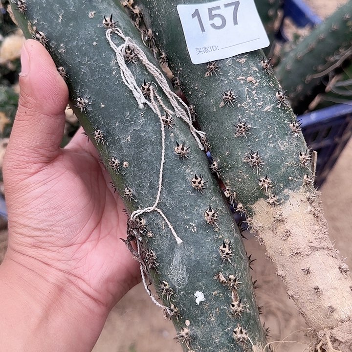 牡丹两个157福利牡丹