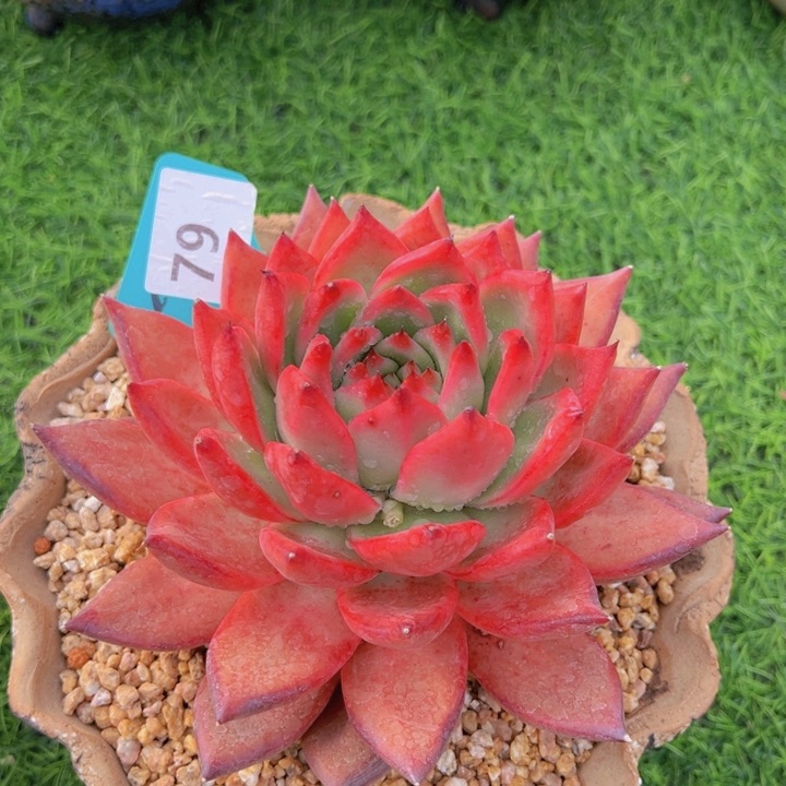 健健康康平平安安多肉