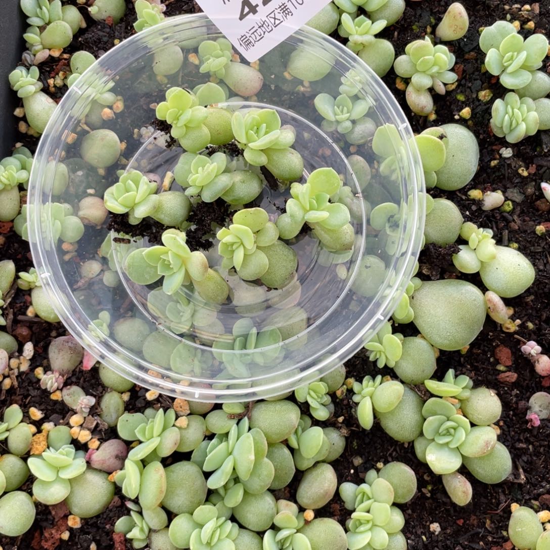 鸿***苹烟霞一物一拍426…