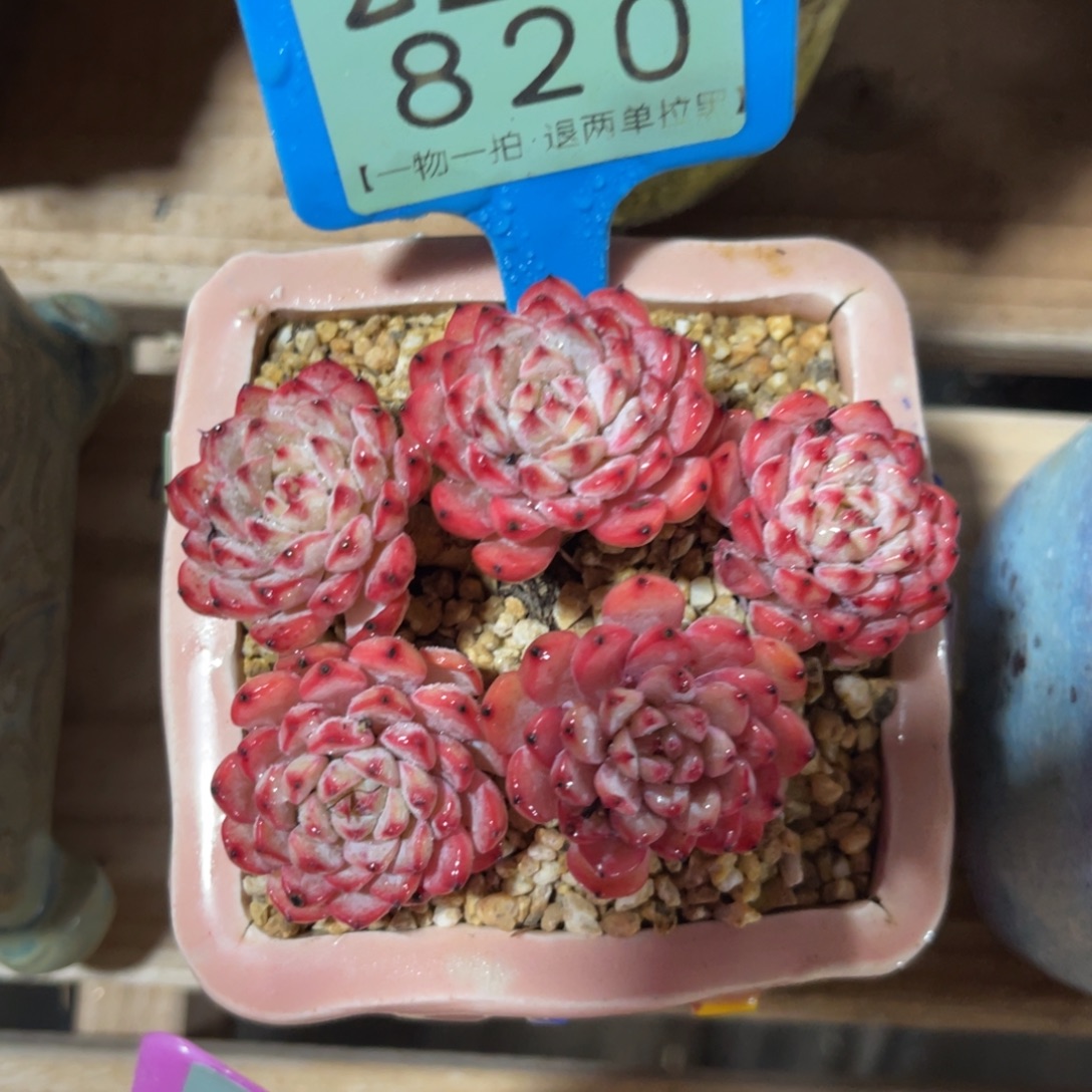 云尘多肉一物一拍不含盆820