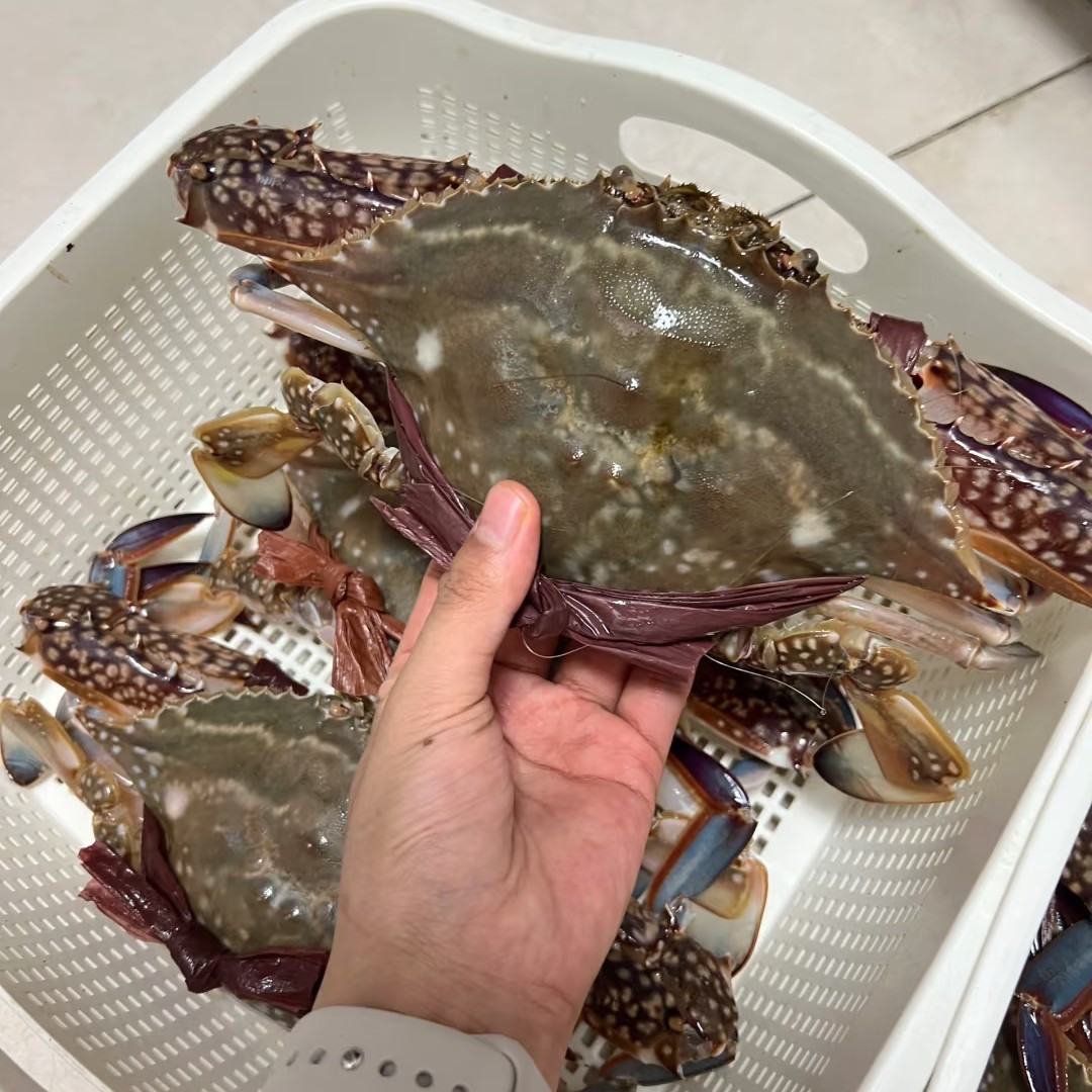 【保鲜不保活】渤海湾梭子蟹肉母蟹2.5-3.5两/只3斤9-11左右