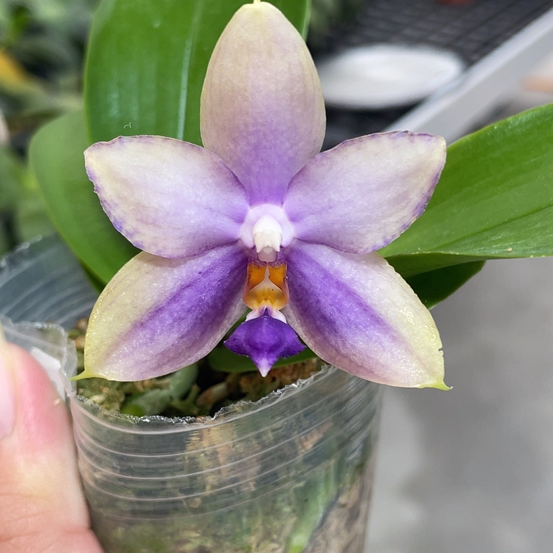 完全开放珠宝交品 开花株155号