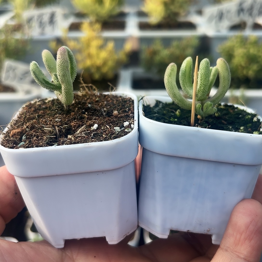 ****º枝干番杏钻石超白