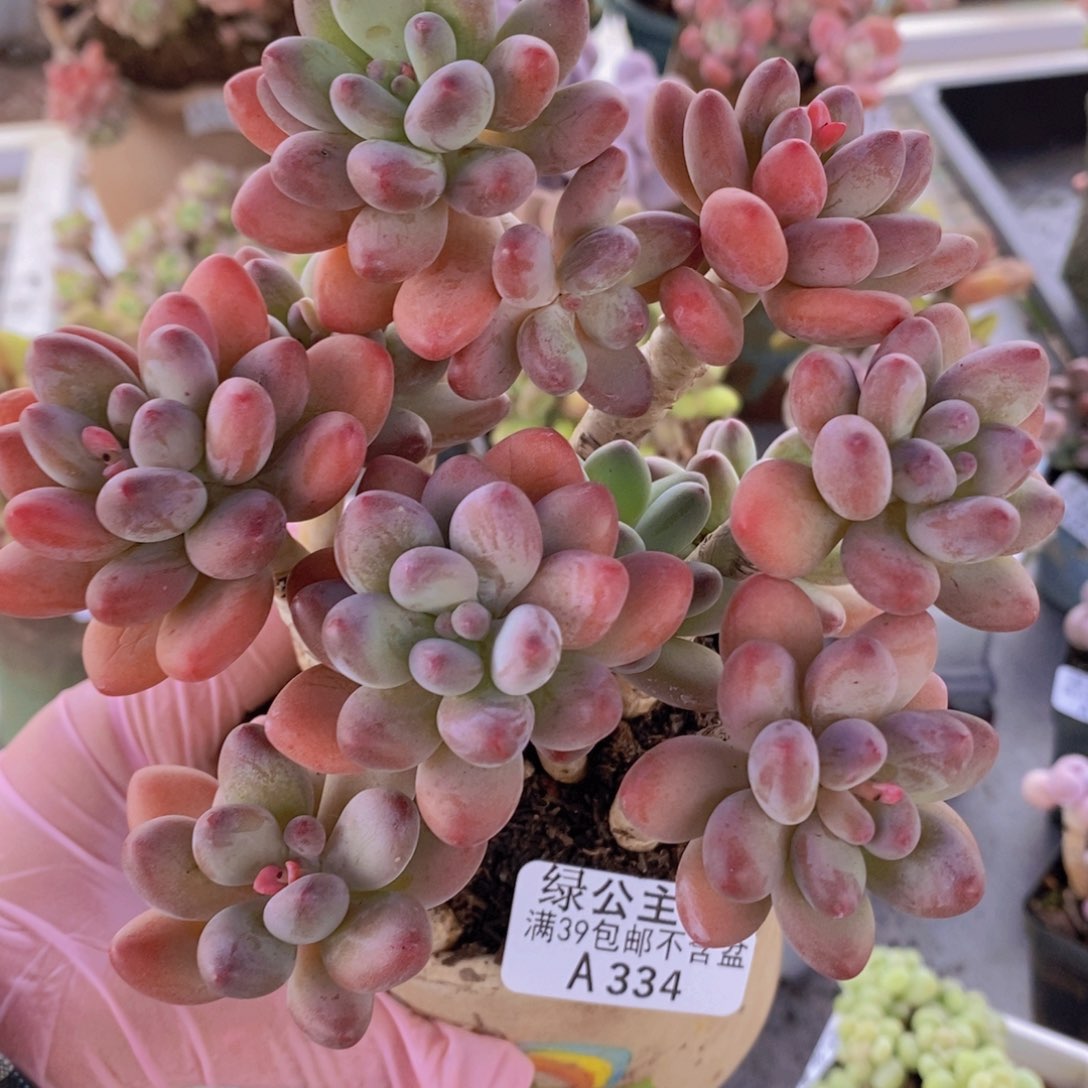 苹果奶老桩12cm334多肉植物