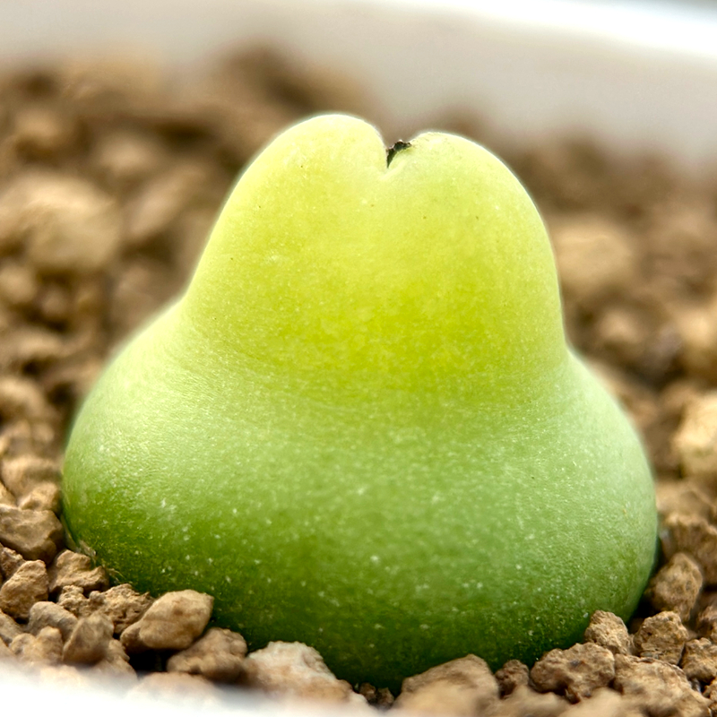 1454.73大葫芦 肉锥 生石花 番杏植物 多肉植物