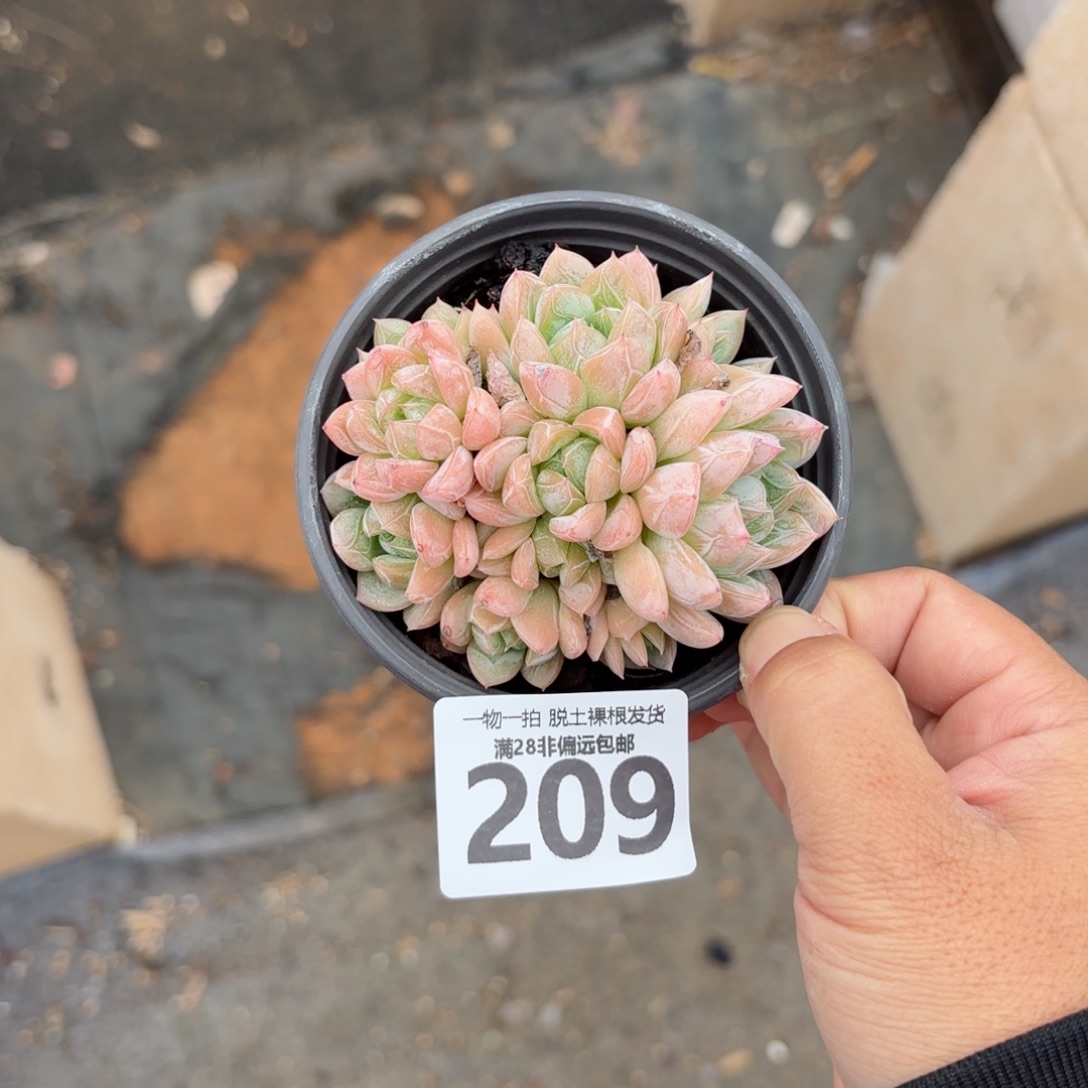 爱莎群无盆土发货