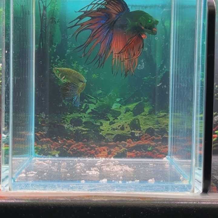 斗鱼哈哈我们一起来一起看看我们