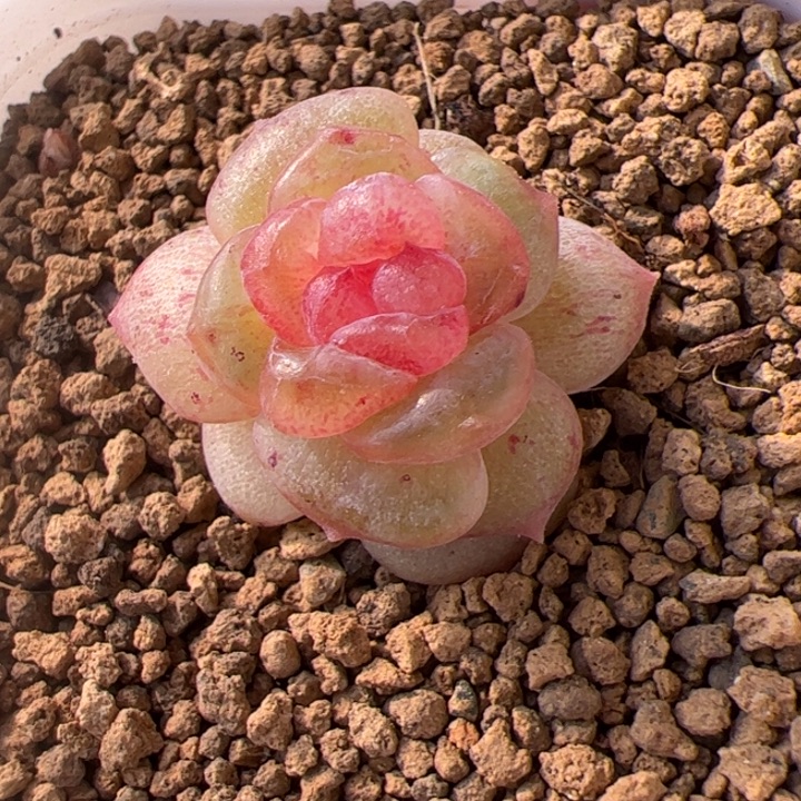 石化，开播福利，一物一拍，精品糖心，尺寸不大介意勿拍