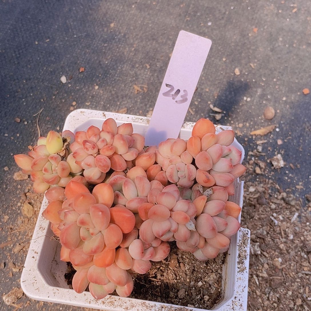 明*213多肉植物老桩