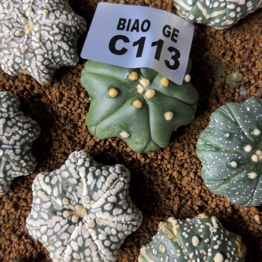 河****C113号兜仙人球多肉