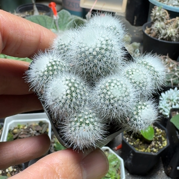 661白小丁脱土发货