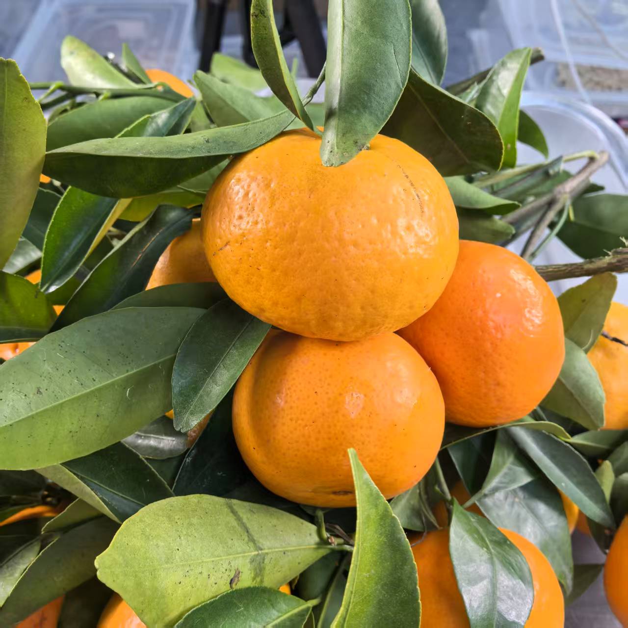 和泰隆   甜年桔  大吉大利  1-500g