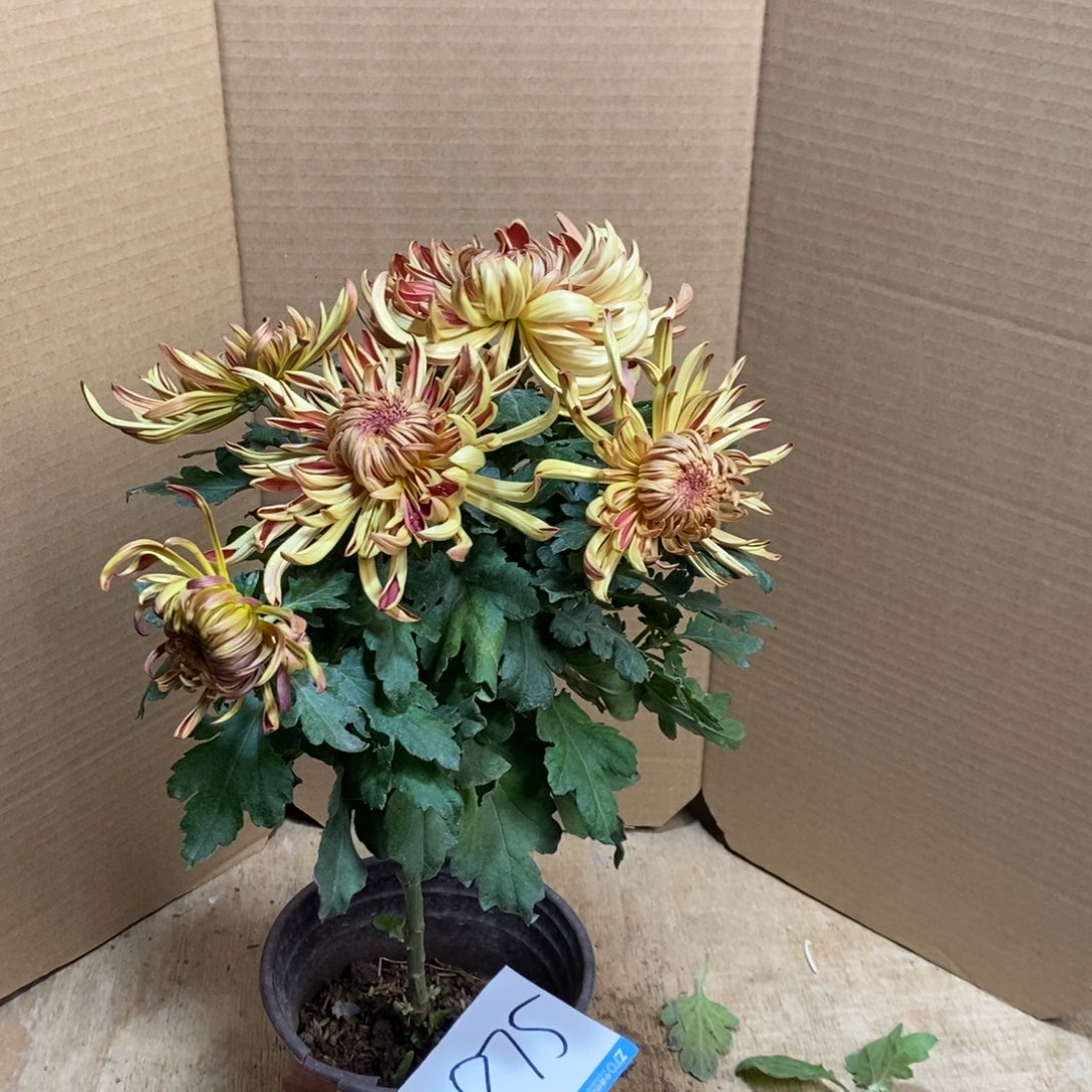 完全开放000000875