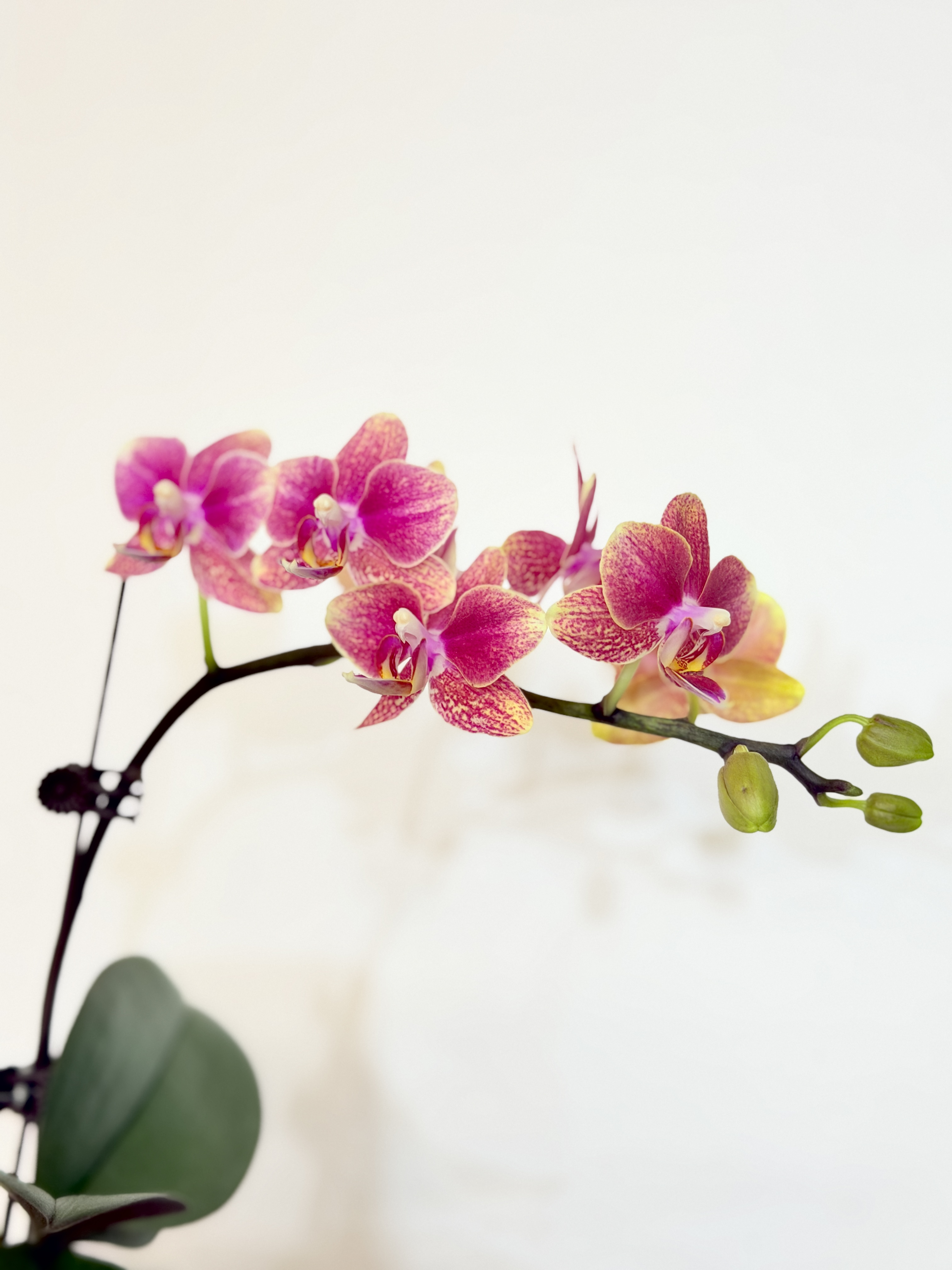 予兰花卉（金蝶）3.0寸杯全花发货