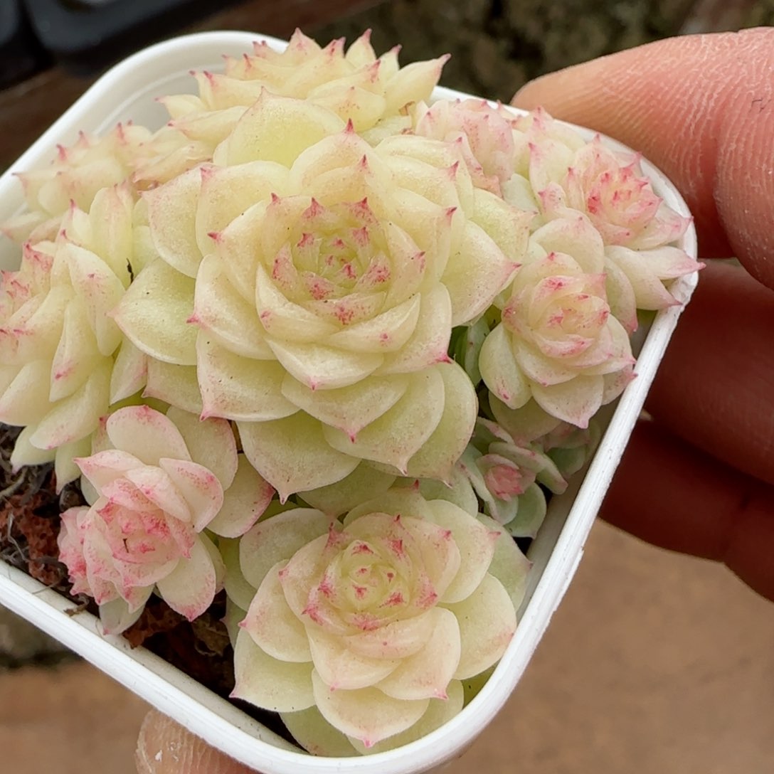 萍*【闪购商品】0309-37（fm-202）