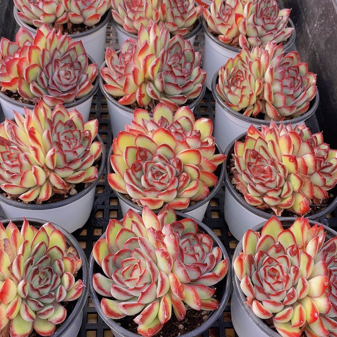 量拍34号 肉酱玫瑰大双头一个