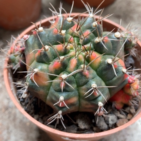 光辉牡丹锦仙人球8米仙人球