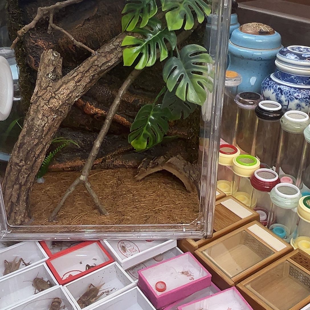 红***星3条柬竹哈哈哈哈哈哈哈