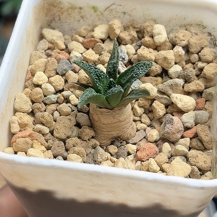 欧系辛顿牡丹实生球一颗