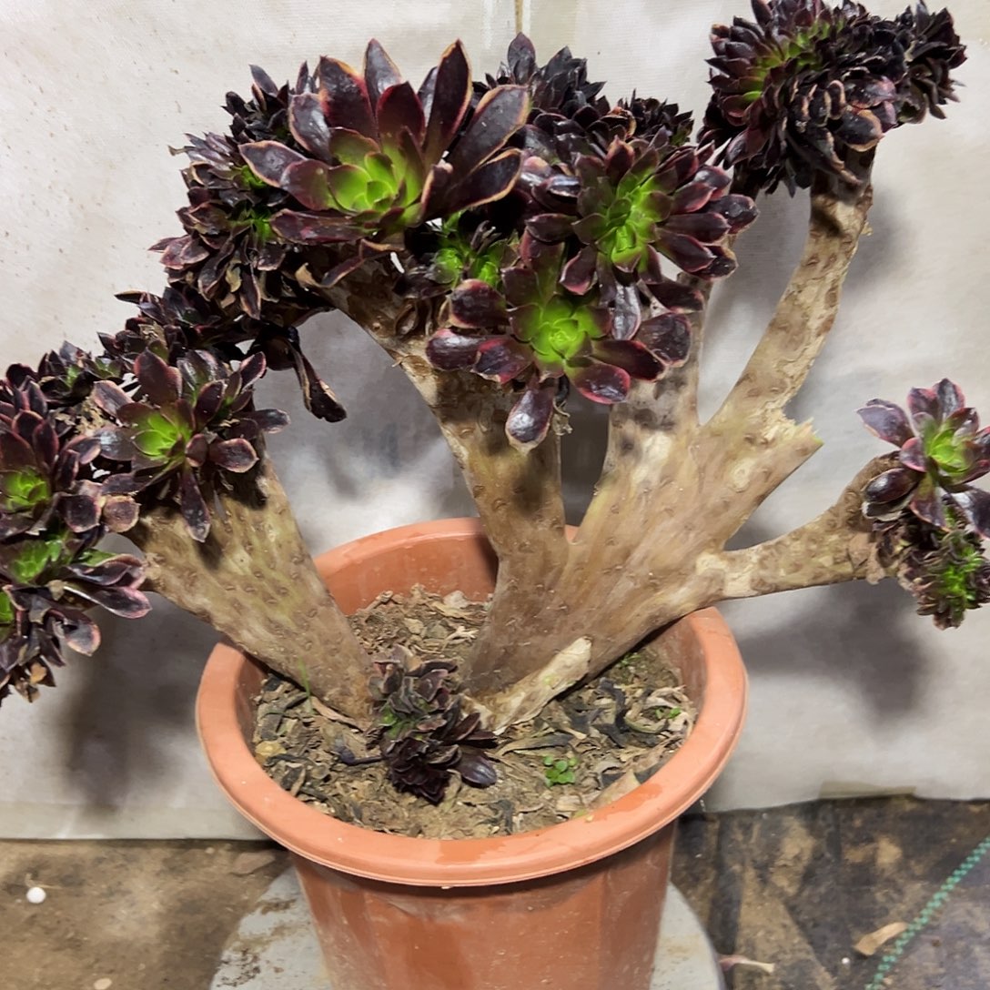 白***使多333肉植物欧嘉莉处理