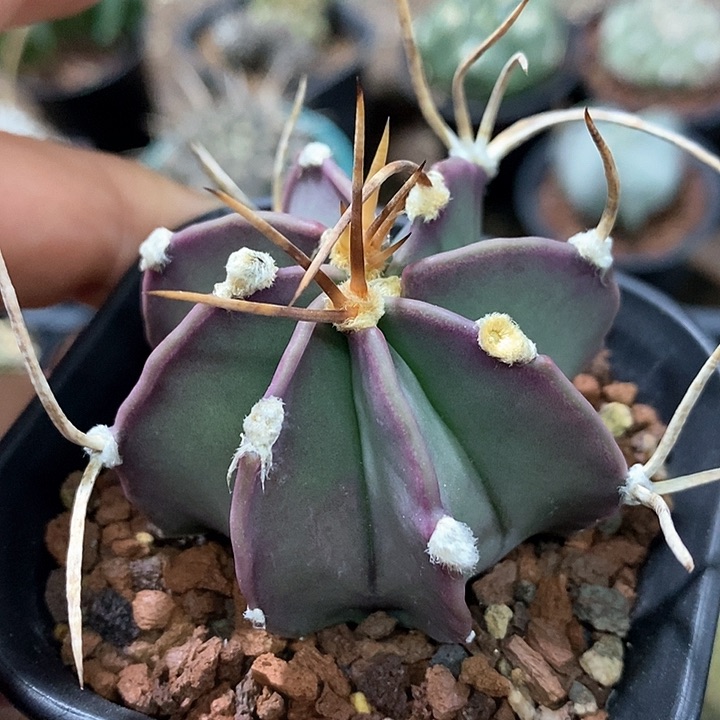 孤品实生优选福利水牛角大凤玉捡漏5.5cm