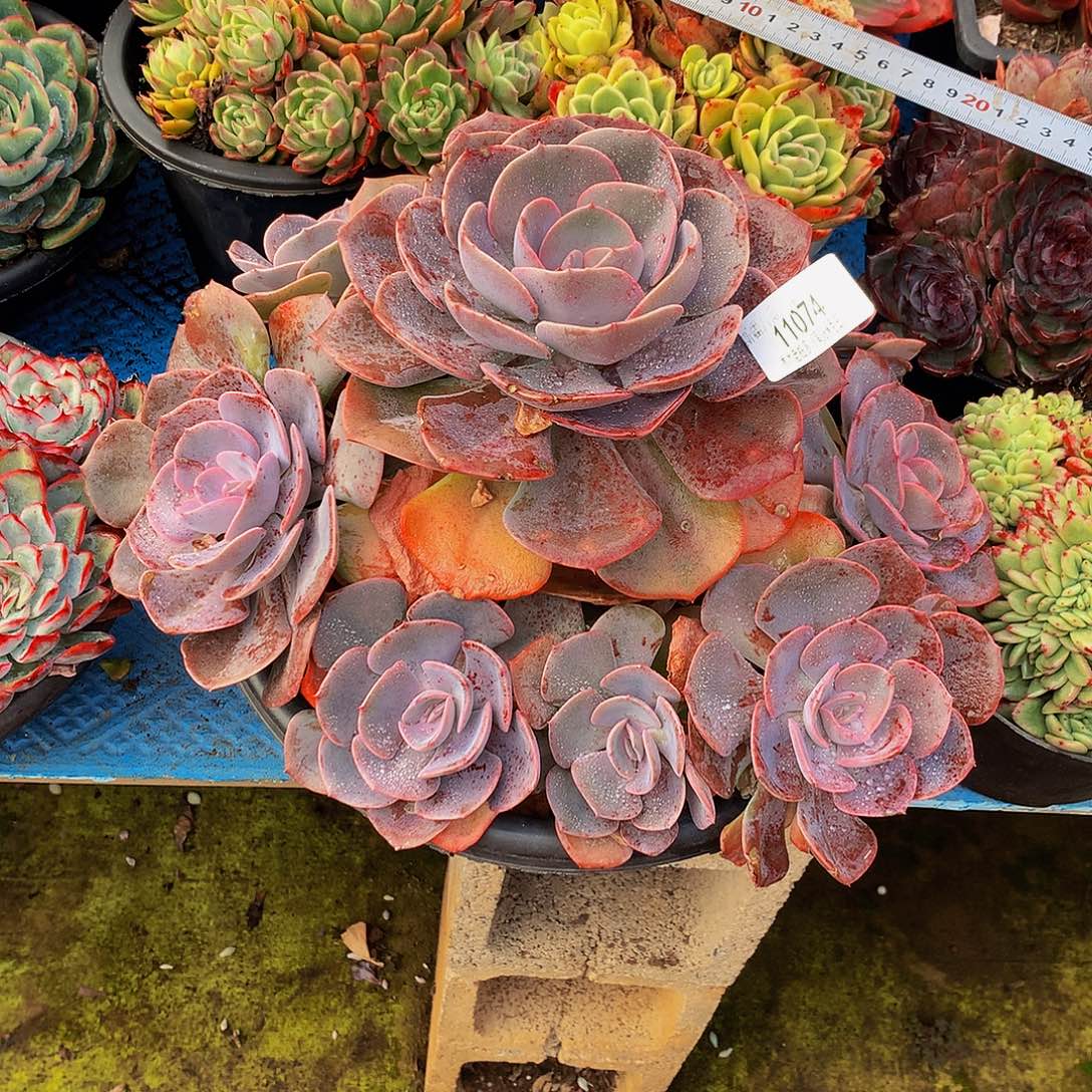 一***峰     尘埃玫瑰多肉11074