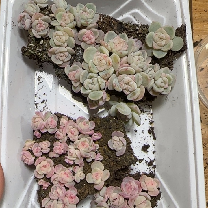 风***悄95号种播苗混合一盒