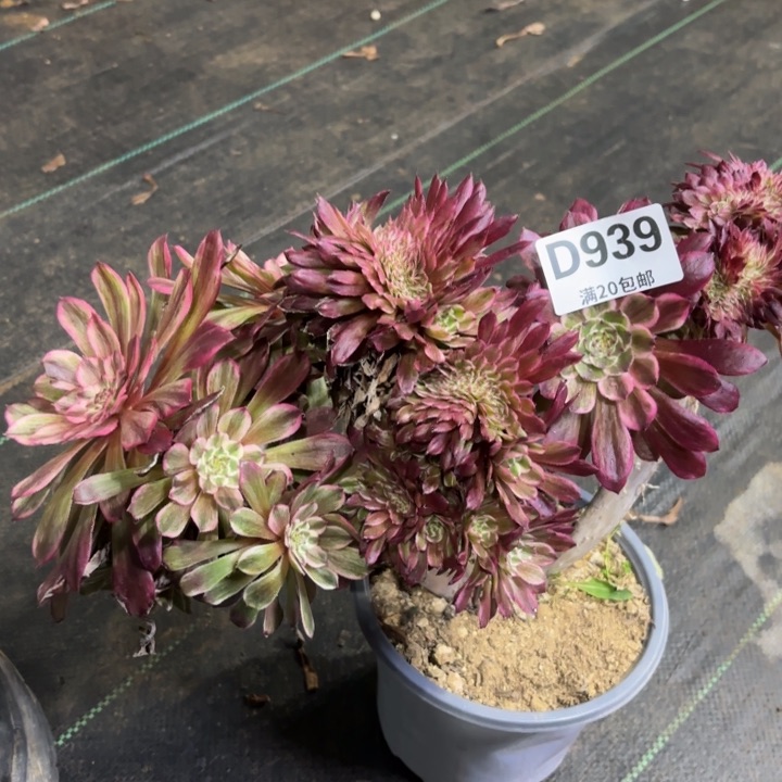 瑞妈一物一拍939