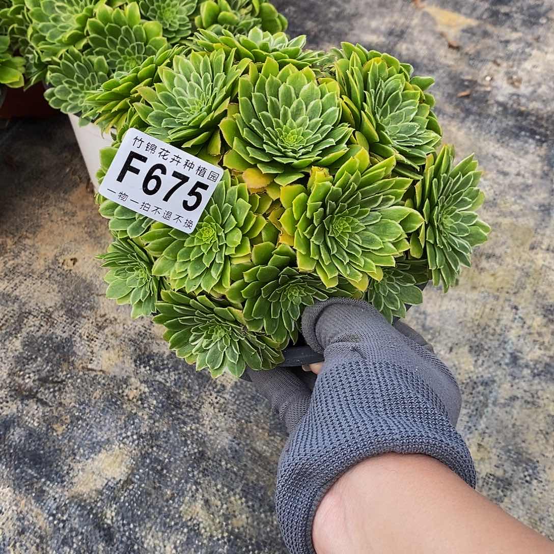 675翡翠冰小小棵
