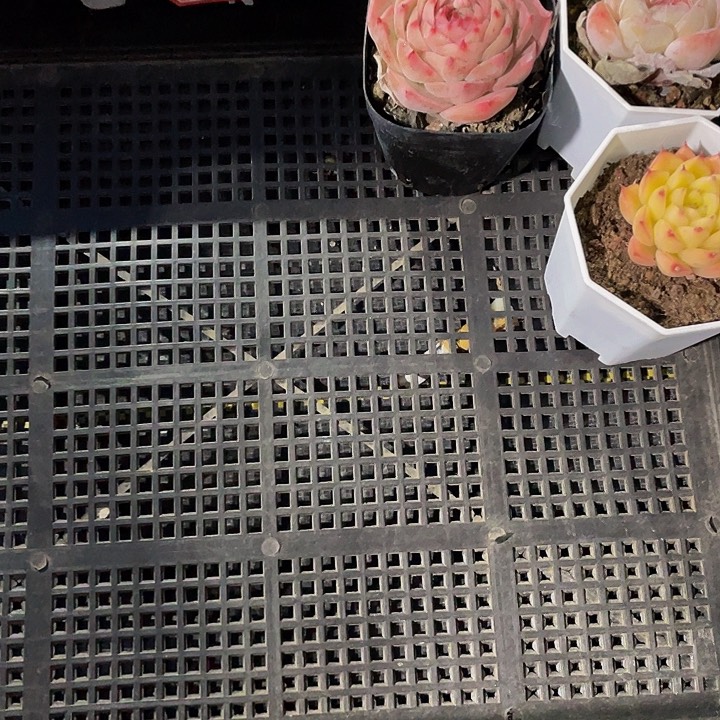 '*'60号筐带盆土发货