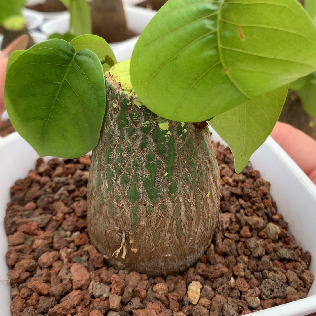 龟甲木棉实生带盆