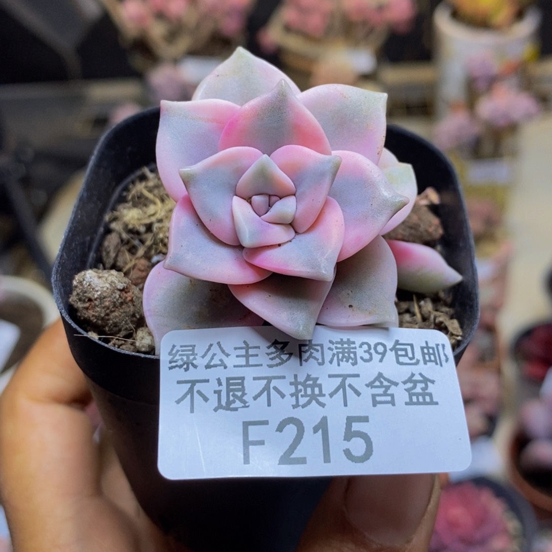 215彩虹锦多肉3c m