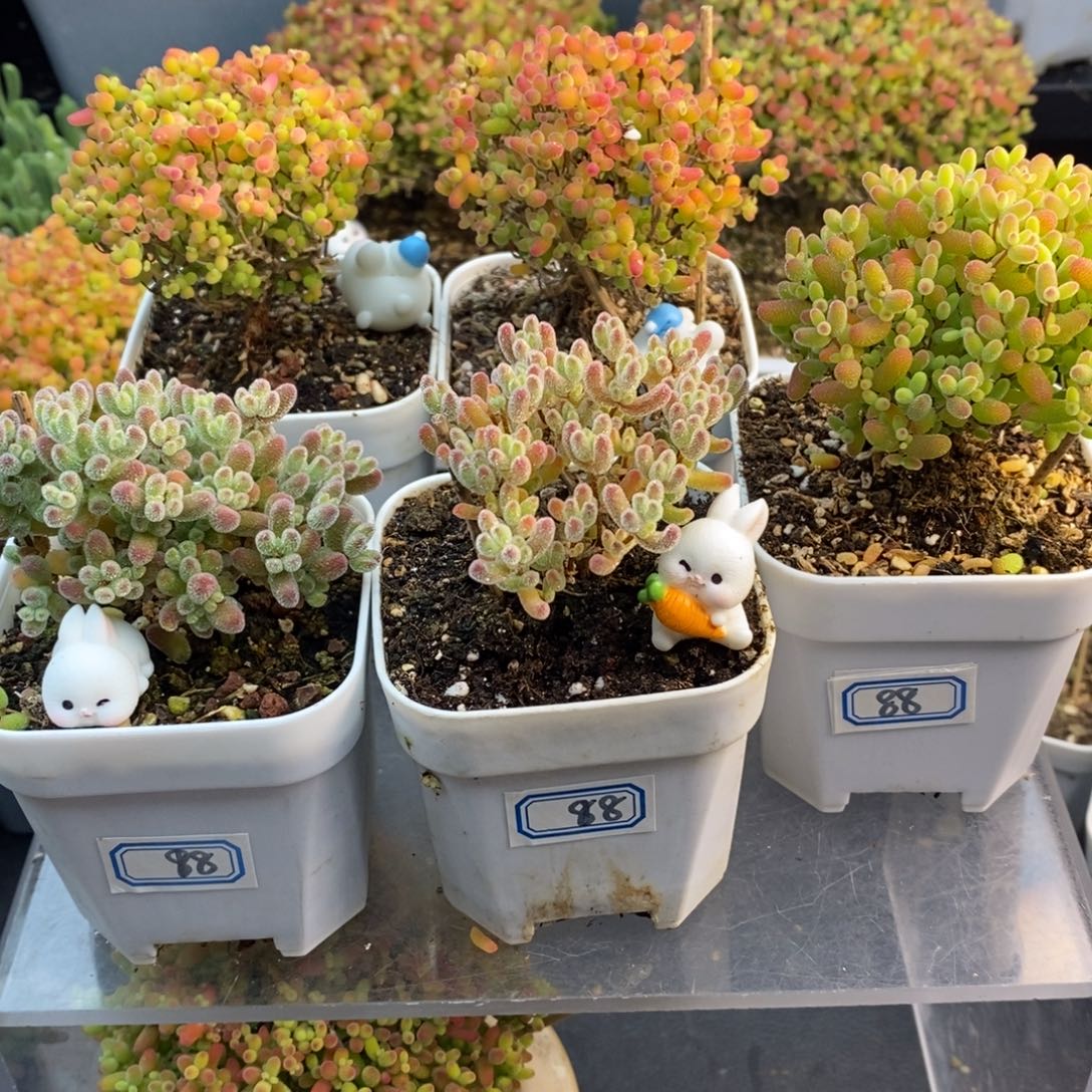 完全开放88号蜜橘糖球5个（6.5cm）5个盆