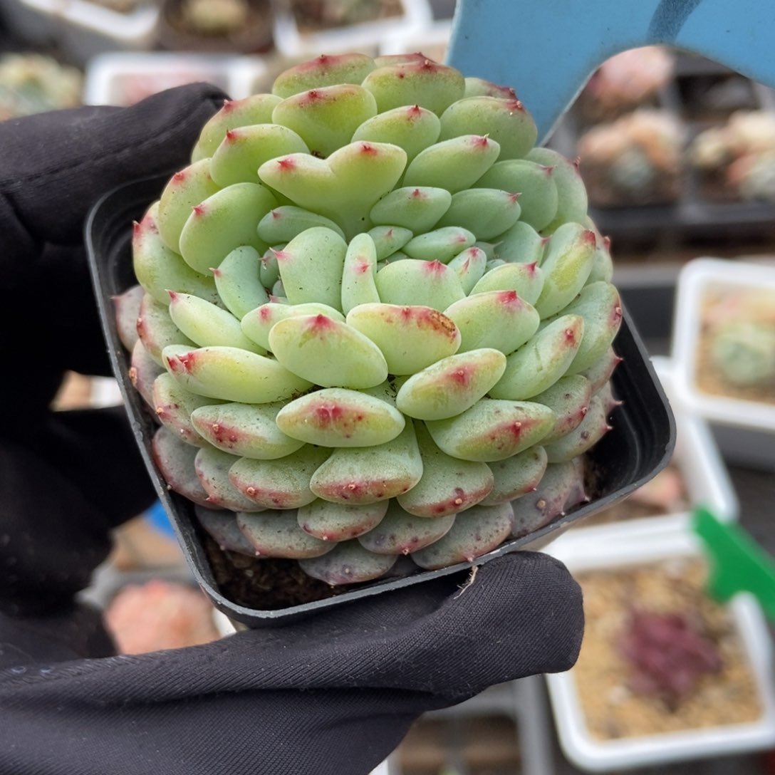 514白胖子多肉植物保护